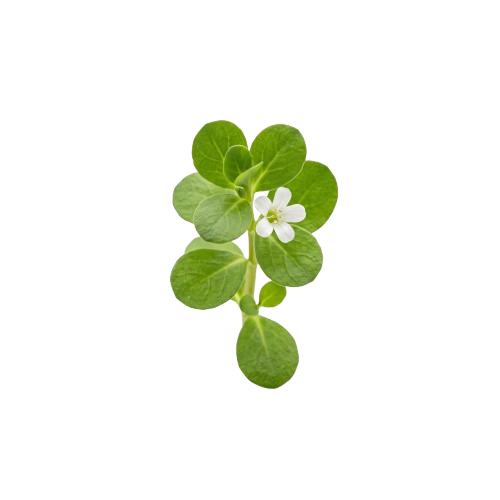 sibi-product-ingredients-bacopa-monnieri.png