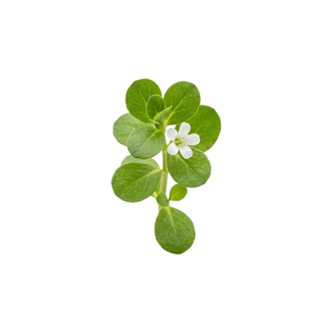Bacopa Monnieri