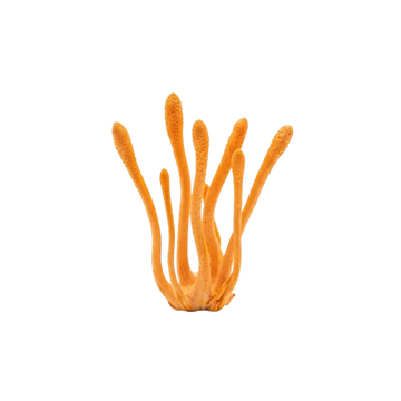 Cordyceps