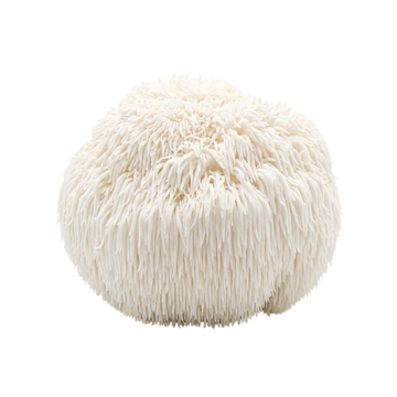 Lion's Mane Mushroom